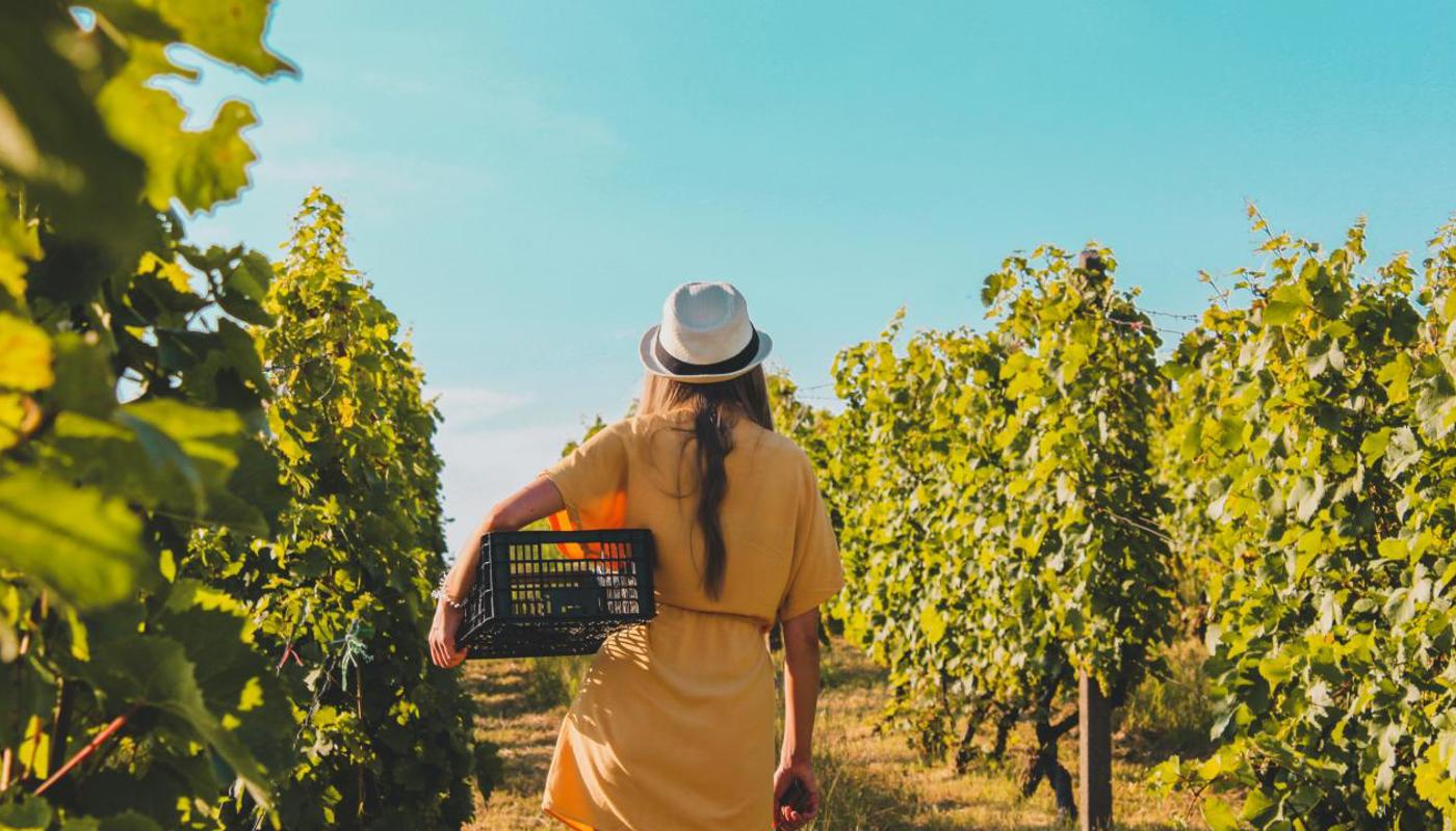 Walking through the vines