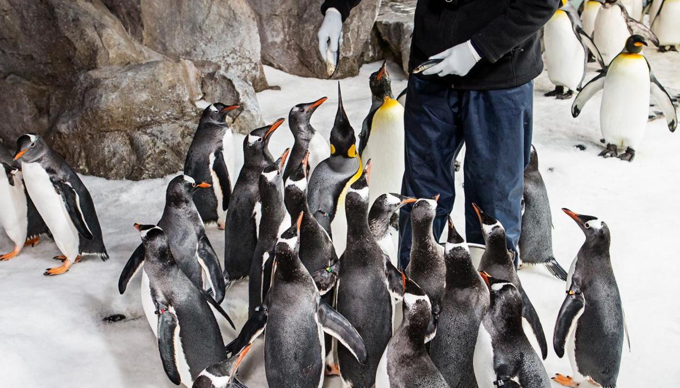 Penguin Feeding