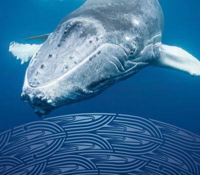 Ngā Huhua: Abundance