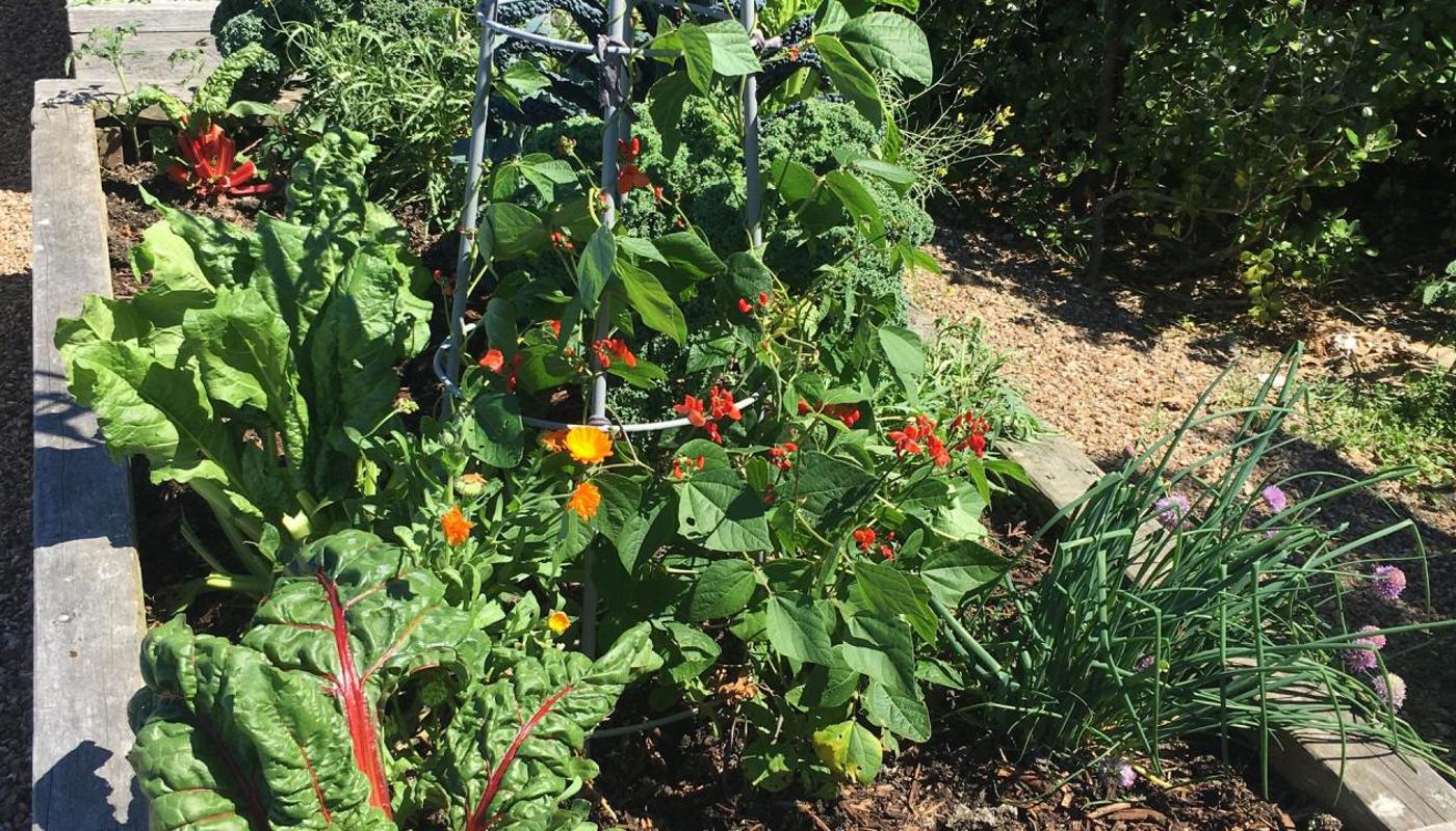 Some of our herb and potager garden - really fresh.