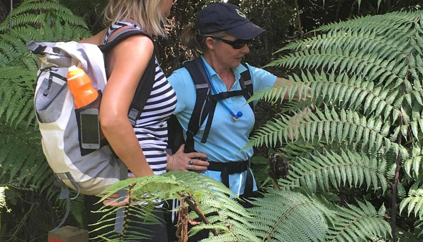 Beautiful native forest