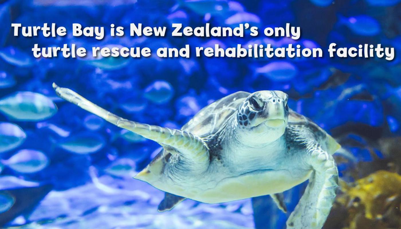 Turtle Talk: 10.30am, 1pm, 3pm daily