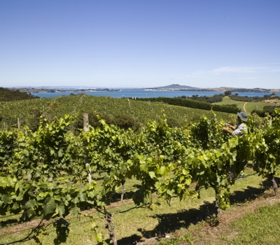Waiheke Custom Wine Tours