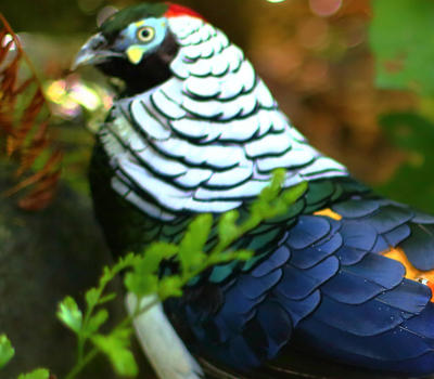 Whitford Bird Garden