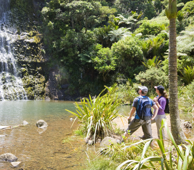 Private Auckland Guided Wilderness Walk