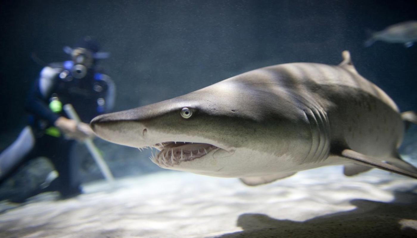 Sand Tiger Shark