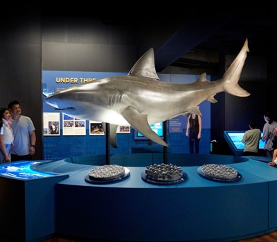 Sharks Exhibition