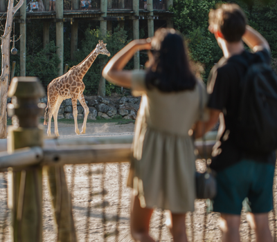 Auckland Zoo  Te Whare Kararehe o Tāmaki Makaurau